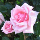 roze1