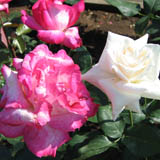 roze11