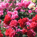 roze12