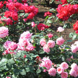 roze14