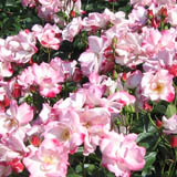 roze6