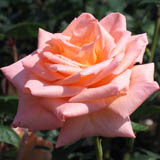 roze8